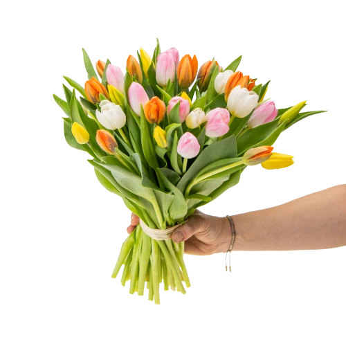 Kytice  tulipánů
